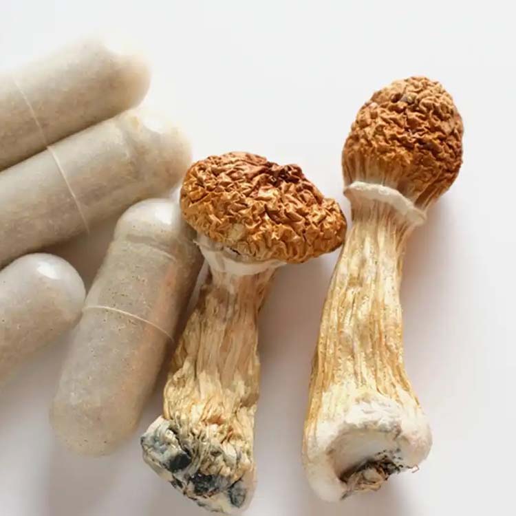 Image for Magicfly Mushroom Delivery with ID of: 6186656