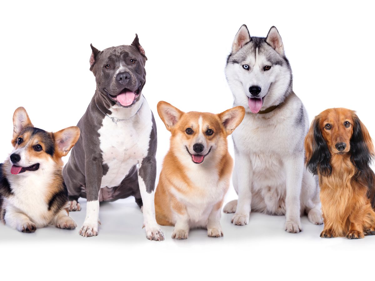 Image for Clark's Companion Dog Training LLC with ID of: 6201219