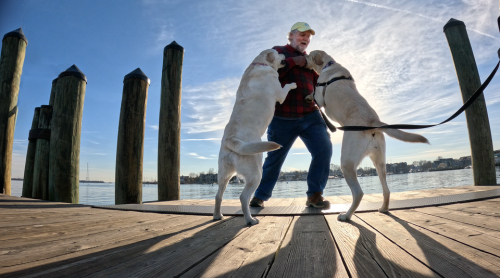 Image for Happy Homes Dog Training with ID of: 6229067