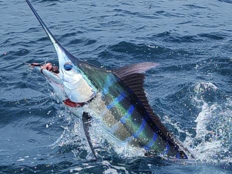 Image for Charter Boat Triple Time with ID of: 6234990