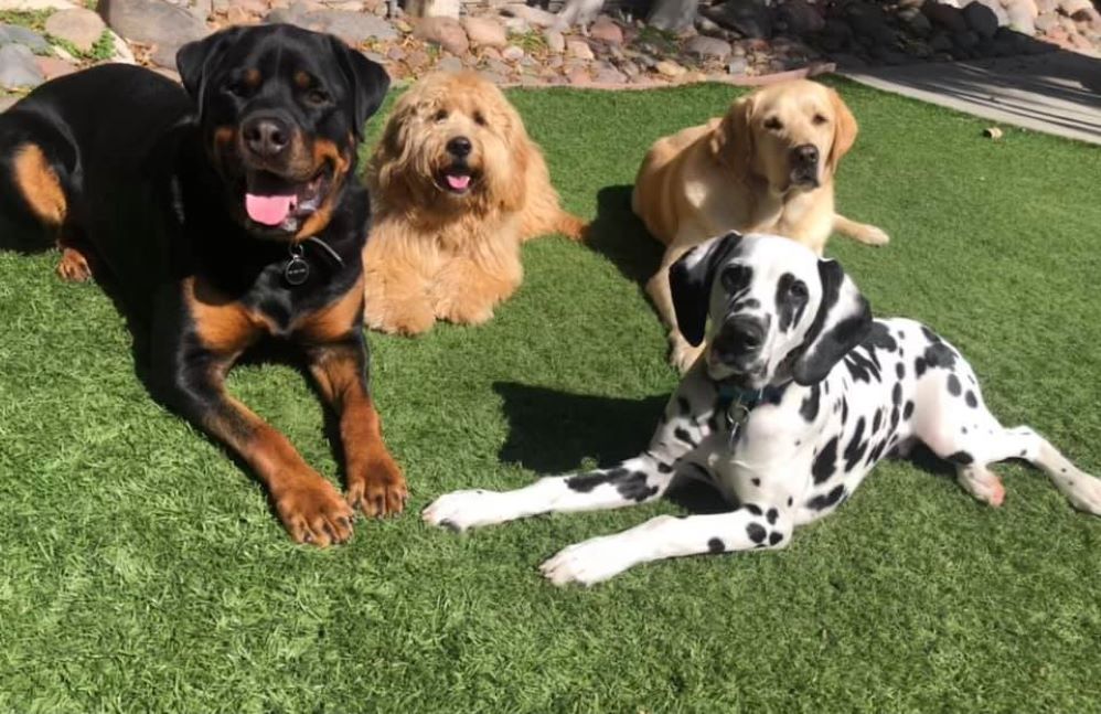 Image for 101 Dog Trainer with ID of: 6237078