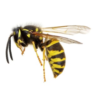 Image for Evers Pest Control with ID of: 6707501