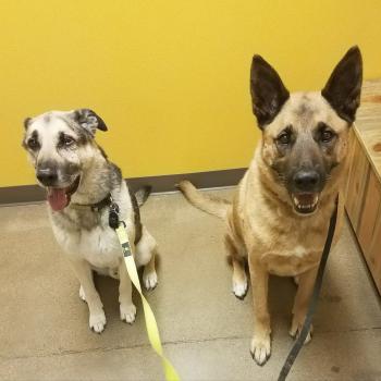 Image for Legacy Veterinary Clinic with ID of: 6237878