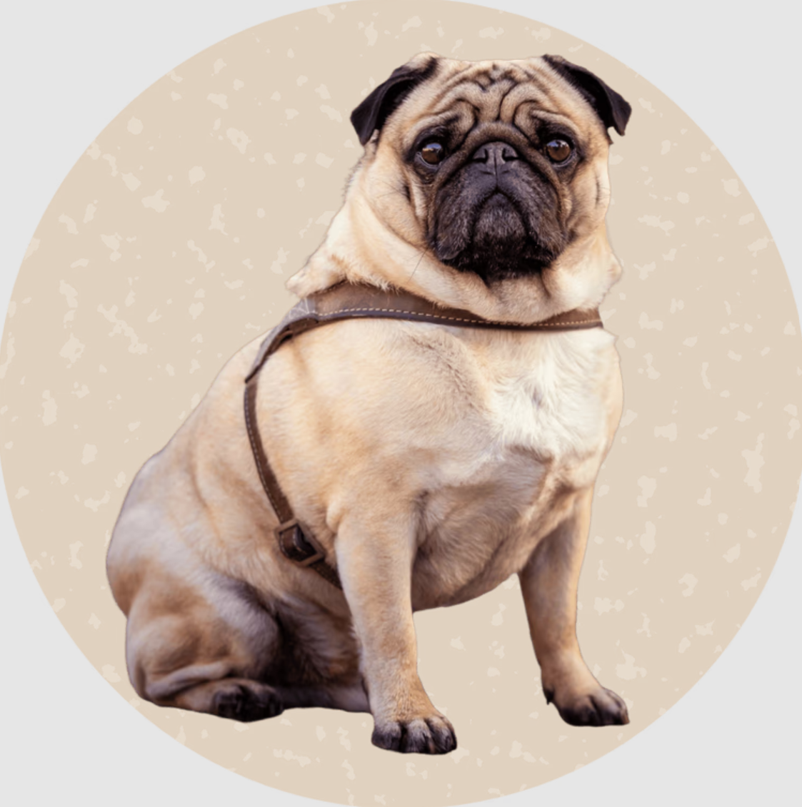 Image for Poo-Fessional Cleanups with ID of: 6707728