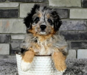 Image for My Aussie Pups with ID of: 6241901