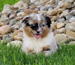 Image for My Aussie Pups with ID of: 6241902