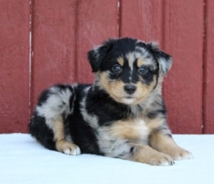 Image for My Aussie Pups with ID of: 6241905
