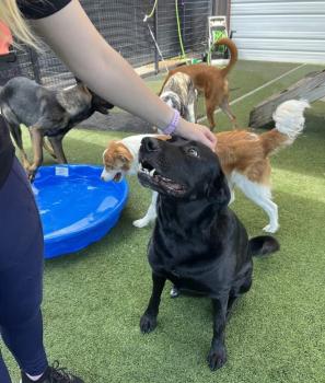 Image for Quinntastic Dog Training with ID of: 6253455