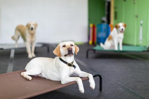 Image for Quinntastic Dog Training with ID of: 6253457