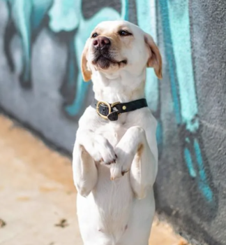 Image for Quinntastic Dog Training with ID of: 6253458