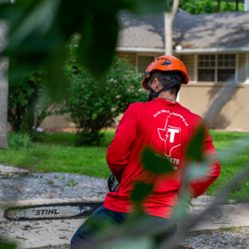 Image for Texas Tree Transformations with ID of: 6262625