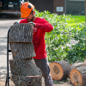 Image for Texas Tree Transformations with ID of: 6262627