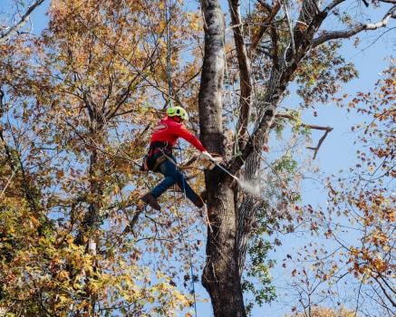 Image for Northside Tree Professionals with ID of: 6271260