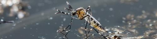 Image for Pest Control Australia with ID of: 6271633
