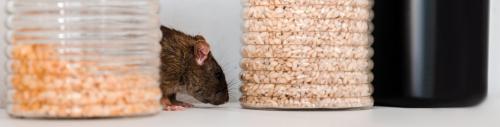 Image for Pest Control Australia with ID of: 6271634