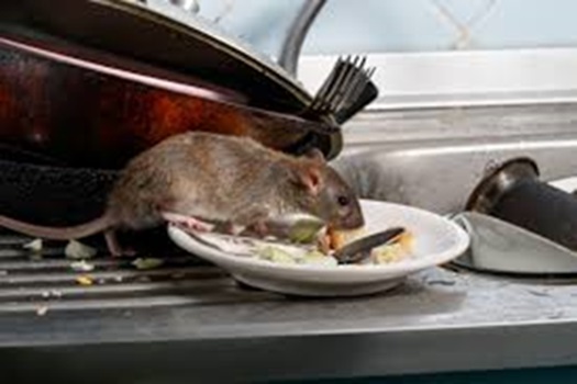 Image for LPPC Environmental with ID of: 6272851