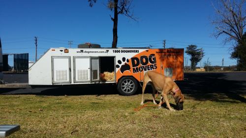 Image for Dogmovers with ID of: 6275656