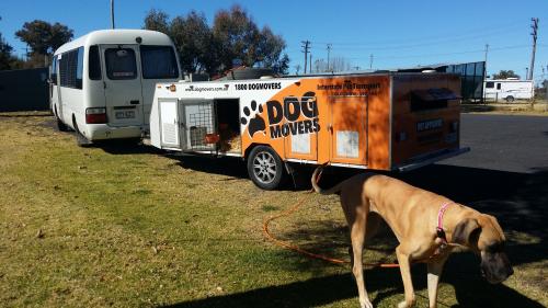 Image for Dogmovers with ID of: 6275659