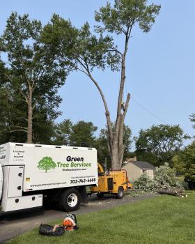 Image for Green Tree Services with ID of: 6276612