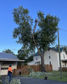 Image for Green Tree Services with ID of: 6276616