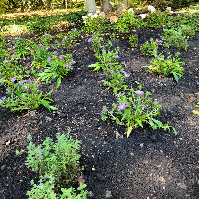 Image for Native Landscapes & Gardens with ID of: 6277112