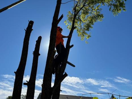 Image for Forest Green Tree Service LLC with ID of: 6279578