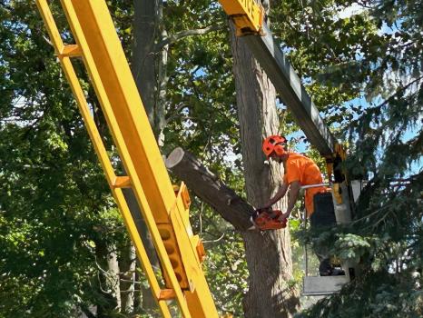 Image for Forest Green Tree Service LLC with ID of: 6279589