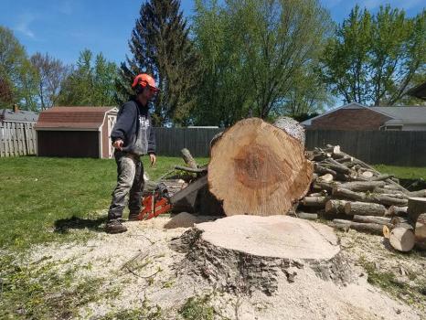 Image for Forest Green Tree Service LLC with ID of: 6279590