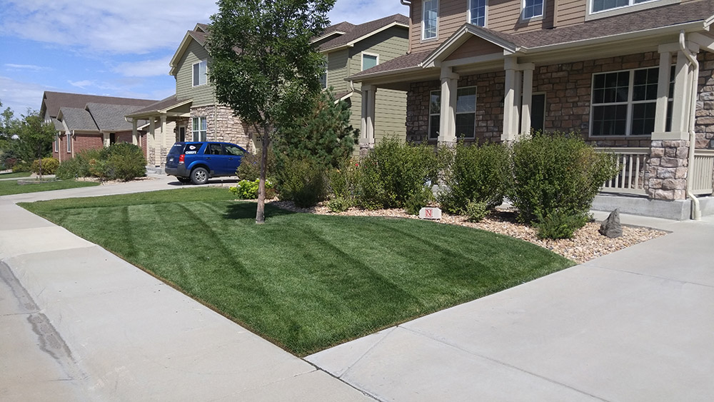 Image for Epic Lawn Pro with ID of: 6282086