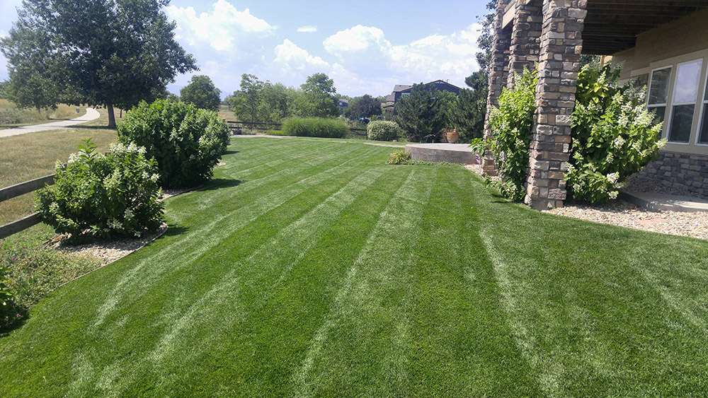 Image for Epic Lawn Pro with ID of: 6282087