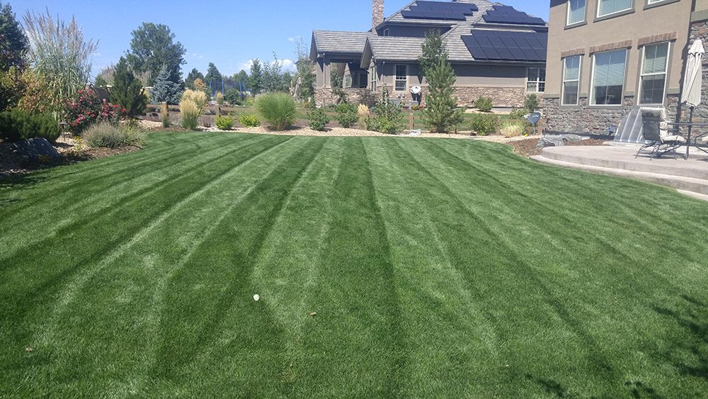 Image for Epic Lawn Pro with ID of: 6282089