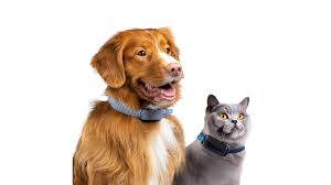 Image for Smart Connected Pet Collar Market Size, Growth & Forecast Report 2025-2033 with ID of: 6738009