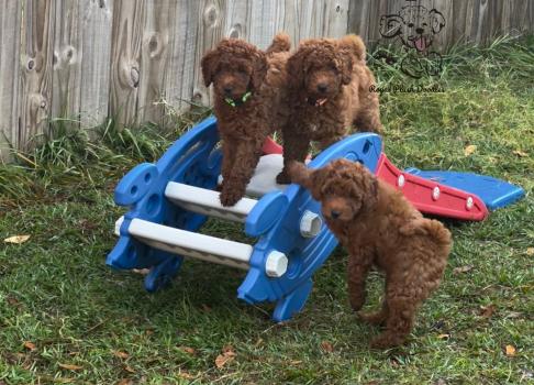 Image for Royal Plush Mini Goldendoodles with ID of: 6283102