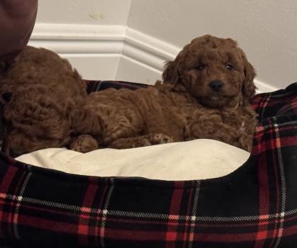 Image for Royal Plush Mini Goldendoodles with ID of: 6283103
