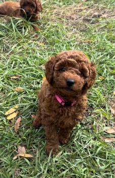 Image for Royal Plush Mini Goldendoodles with ID of: 6283104