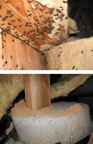 Image for Pete's Pest Control with ID of: 6283262