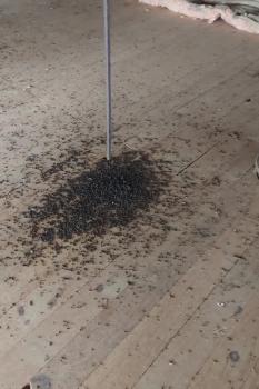 Image for North East Pest Solutions with ID of: 6285056