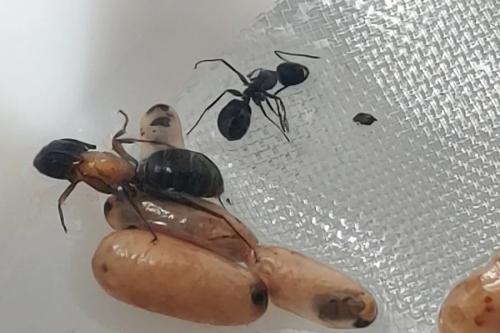 Image for North East Pest Solutions with ID of: 6285058