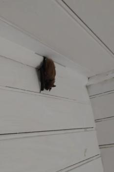 Image for North East Pest Solutions with ID of: 6285060