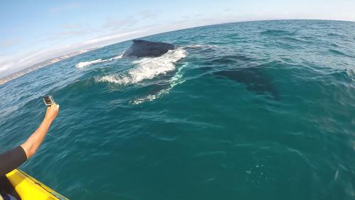 Image for Epic Ocean Adventures Noosa with ID of: 6285947