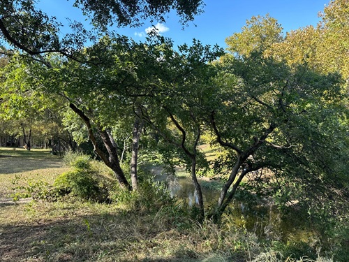Image for Tree Scouts Tree Service with ID of: 6301568