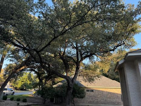 Image for Tree Scouts Tree Service with ID of: 6301569