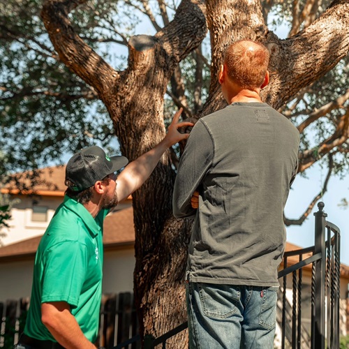 Image for Tree Scouts Tree Service with ID of: 6301574