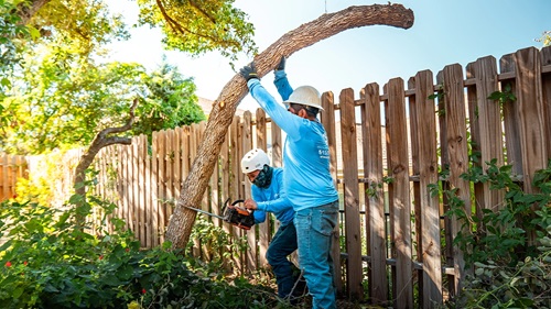 Image for Tree Scouts Tree Service with ID of: 6301575