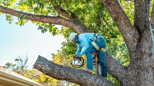 Image for Tree Scouts Tree Service with ID of: 6301576