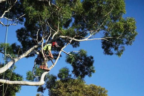 Image for The Tree Company with ID of: 6302167
