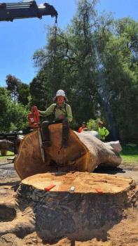 Image for The Tree Company with ID of: 6302168