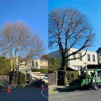 Image for The Tree Company with ID of: 6302169