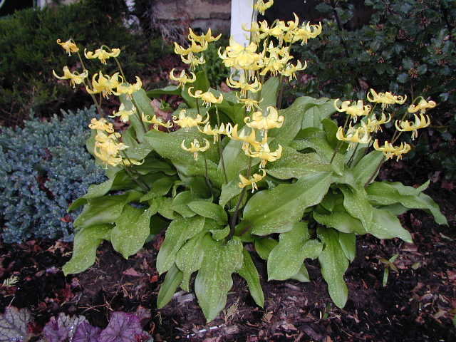 Image for Wyndbourne, LLC with ID of: 675