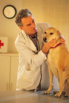 Image for Advanced Veterinary Hospital with ID of: 6310685